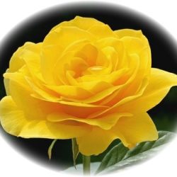 Bonnie W. Johnson, age 87