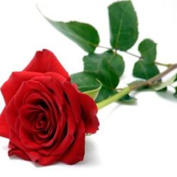 William Roy Cannon JR, 72