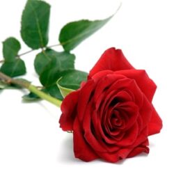 Martha Sue Norton, age 82